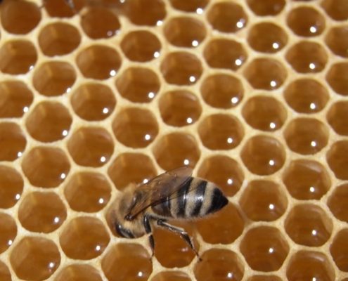 Bienenstock bienen honig honigwabe frombee wabe