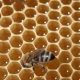 Bienenstock bienen honig honigwabe frombee wabe