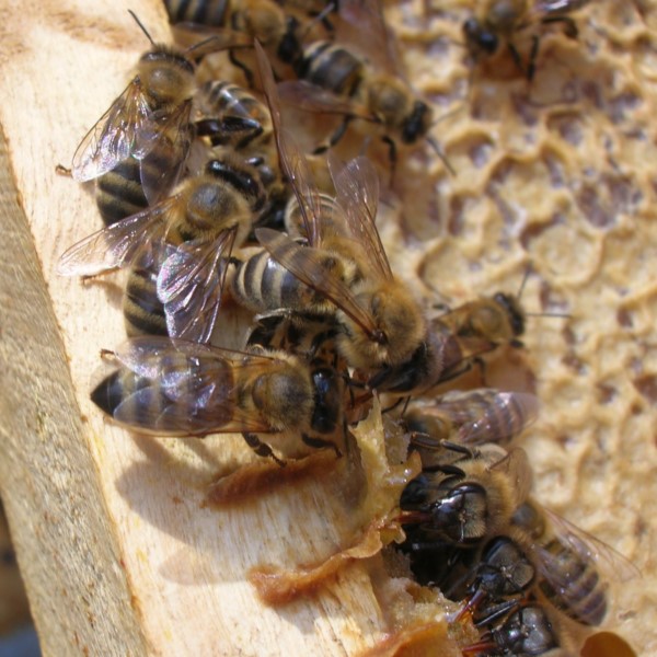 Bienenstock bienen honig honigwabe