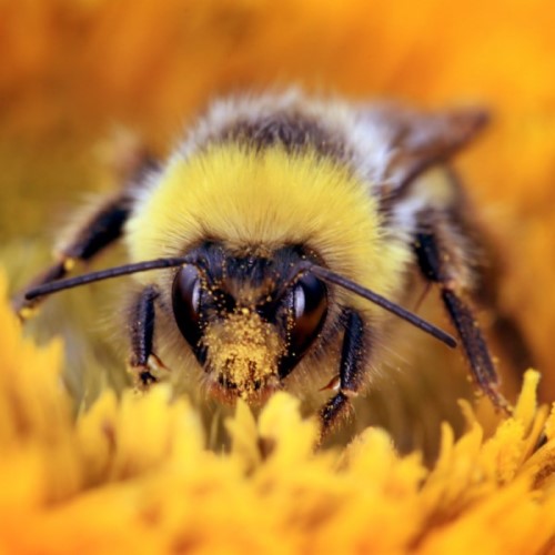 Frombee, Biene, Pollen, Honig, Honey, bee